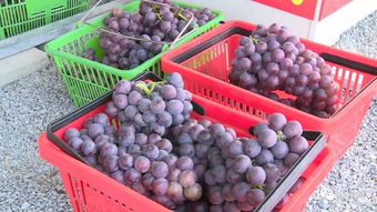 加強(qiáng)日常監(jiān)管與抽樣檢查，筑牢農(nóng)副產(chǎn)品供給安全防線