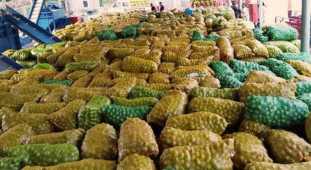 黃龍 探索農(nóng)副產(chǎn)品“鏈?zhǔn)桨l(fā)展”，激活產(chǎn)業(yè)“聚變效應(yīng)”